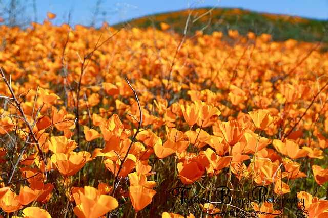 Free Flowers Poppies photo and picture