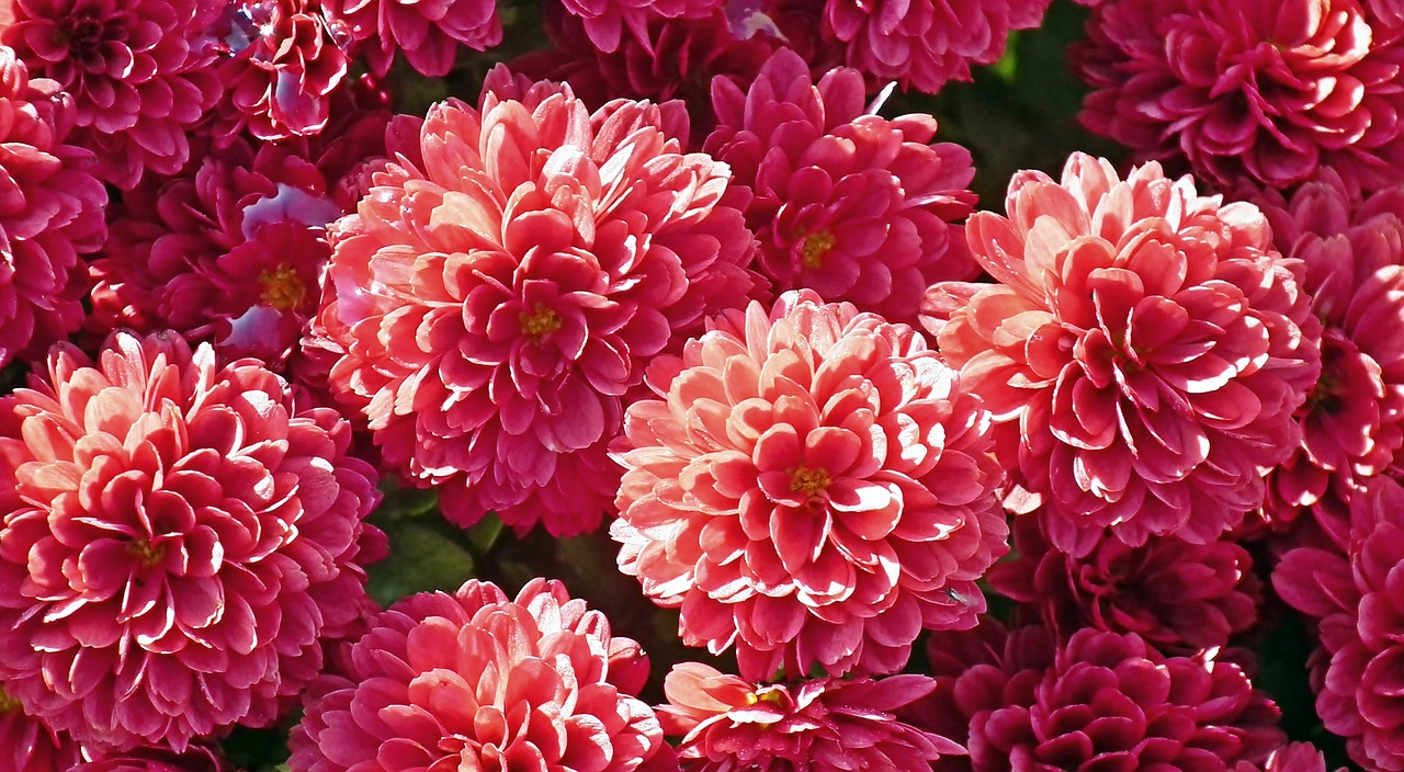 Chrysanthemums Flowers Plants Free photo on Pixabay Pixabay