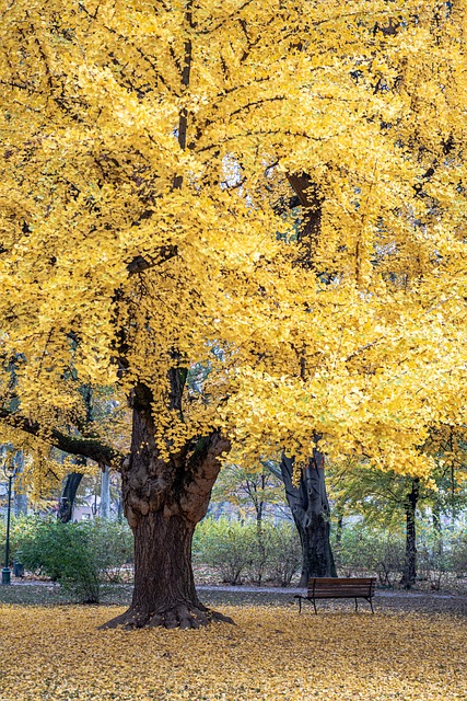 Træ, Bænk, Parkere, Ginkgo, Promenade