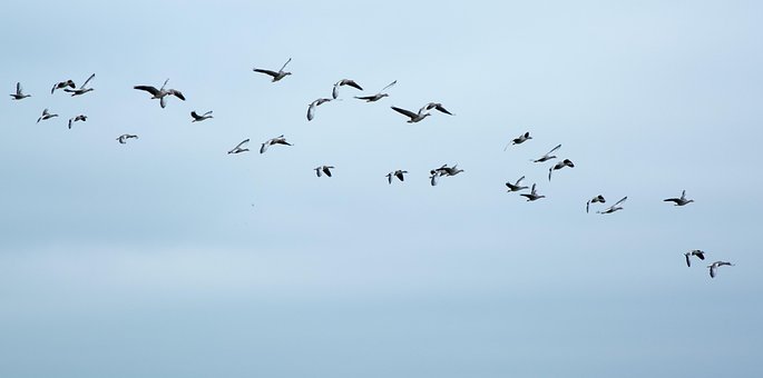 Free Bird Nature photo and picture