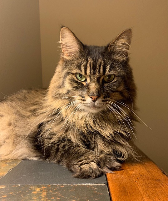 Free Cat Pet photo and picture