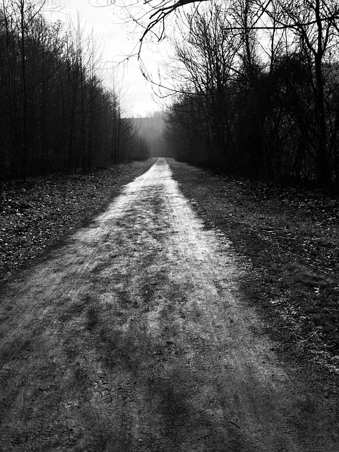Free Forest Nature photo and picture