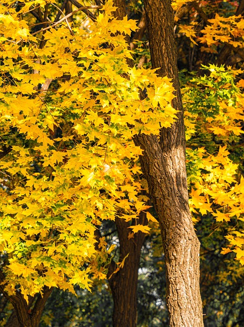 Free Autumn Defoliation photo and picture