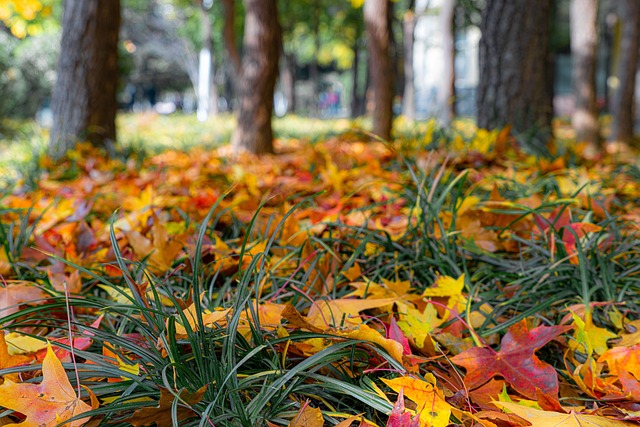 Free Autumn Defoliation photo and picture