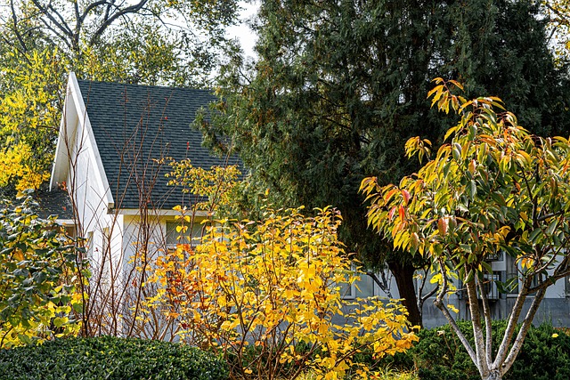 Free Autumn Defoliation photo and picture