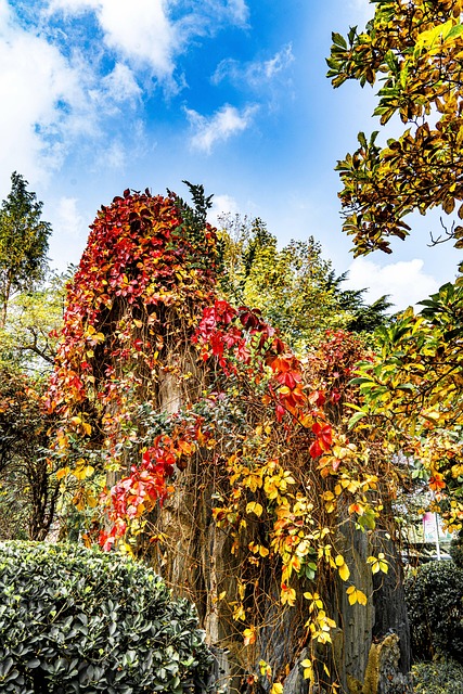 Free Autumn The Leaves photo and picture