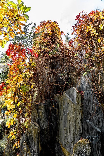 Free Autumn The Leaves photo and picture