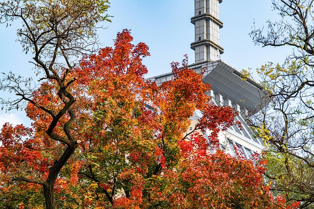Free Autumn The Leaves photo and picture