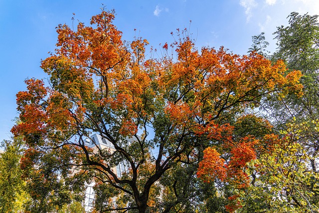 Free Leaves Foliage photo and picture