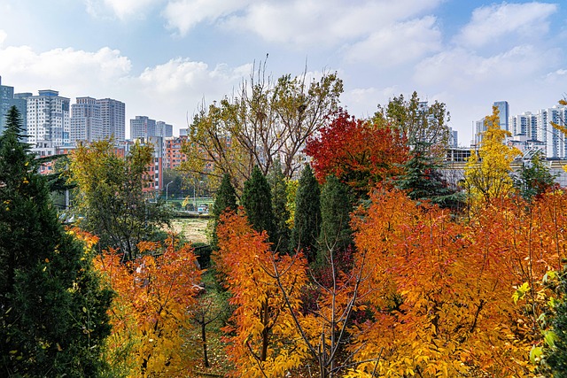 Free Autumn The Leaves photo and picture