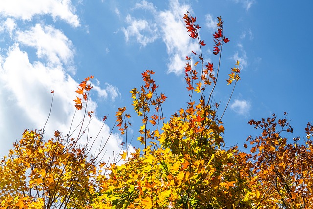 Free Autumn The Leaves photo and picture