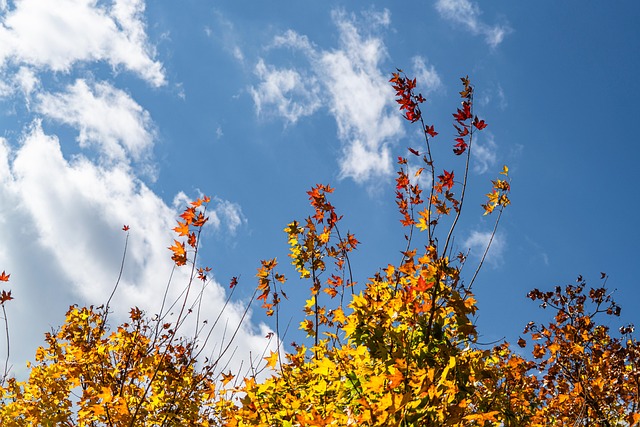 Free Autumn Leaves photo and picture