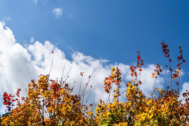 Free Autumn The Leaves photo and picture