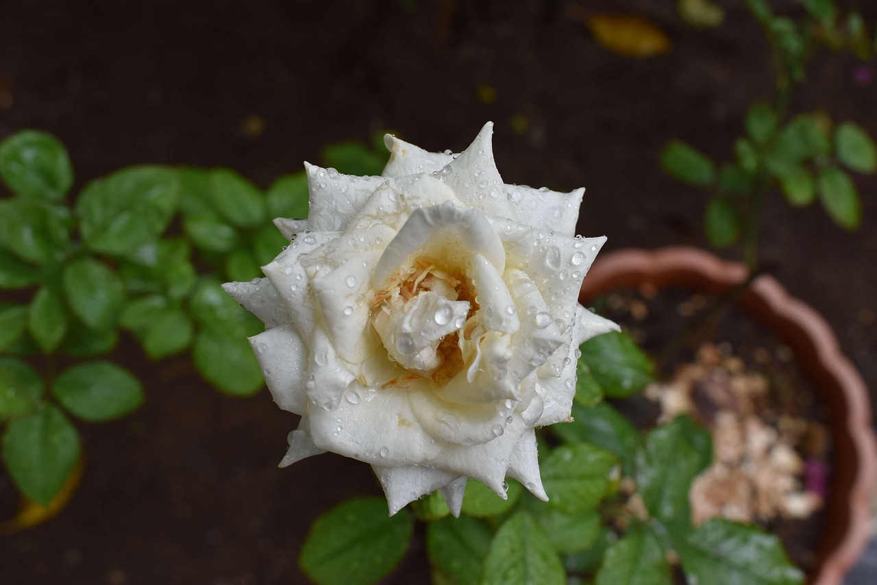 Rose Fleur Blanche Photo gratuite sur Pixabay Pixabay