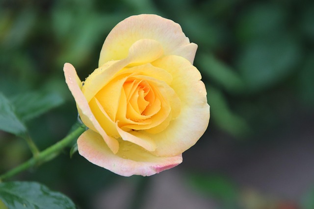 Rose Flower Yellow - Free photo on Pixabay
