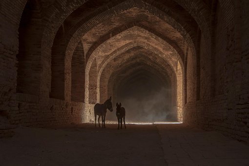 Free Asno Cavalo photo and picture