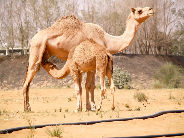 Free Camels Desert photo and picture