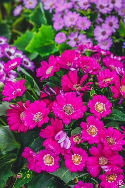 Free Flower Nature photo and picture
