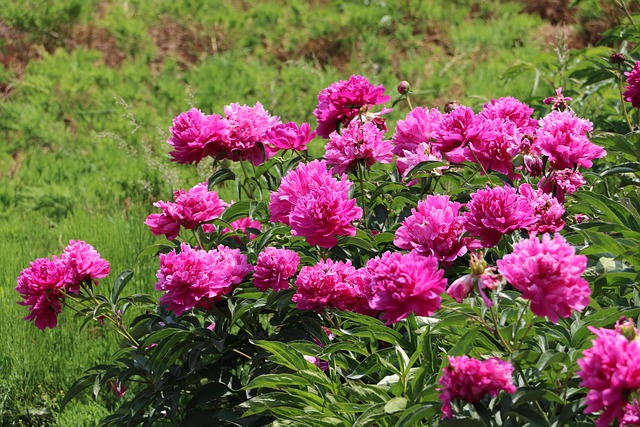 Free Peonies Pink Flowers photo and picture