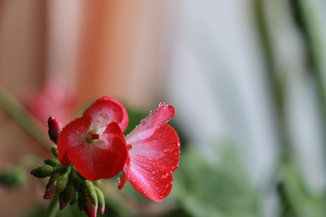 Free Red Flowers Flower Background photo and picture