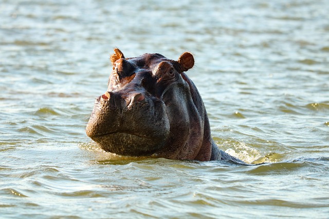 hippopotamus, mammal, hippo, water, nature, hippopotamus, hippopotamus, hippopotamus, hippopotamus, hippopotamus, hippo, hippo, hippo, hippo, hippo