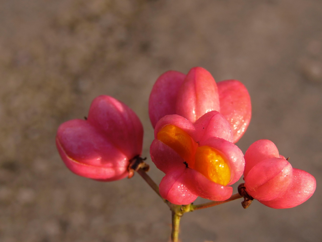 Burning Bush Flower Free photo on Pixabay Pixabay