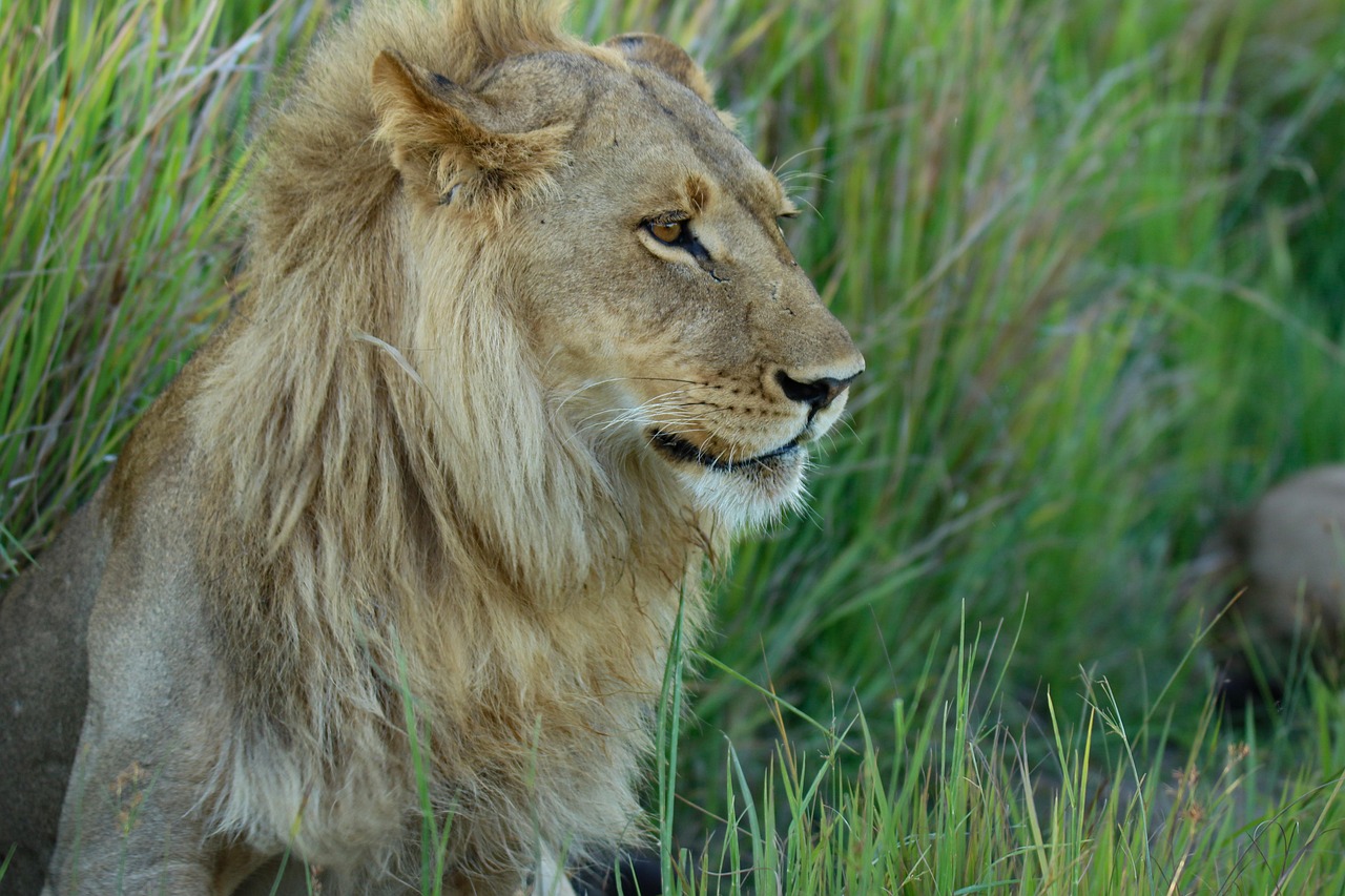 超过 10 张关于“User_Id:4625330 Lion”和“狮子”的免费图片 - Pixabay