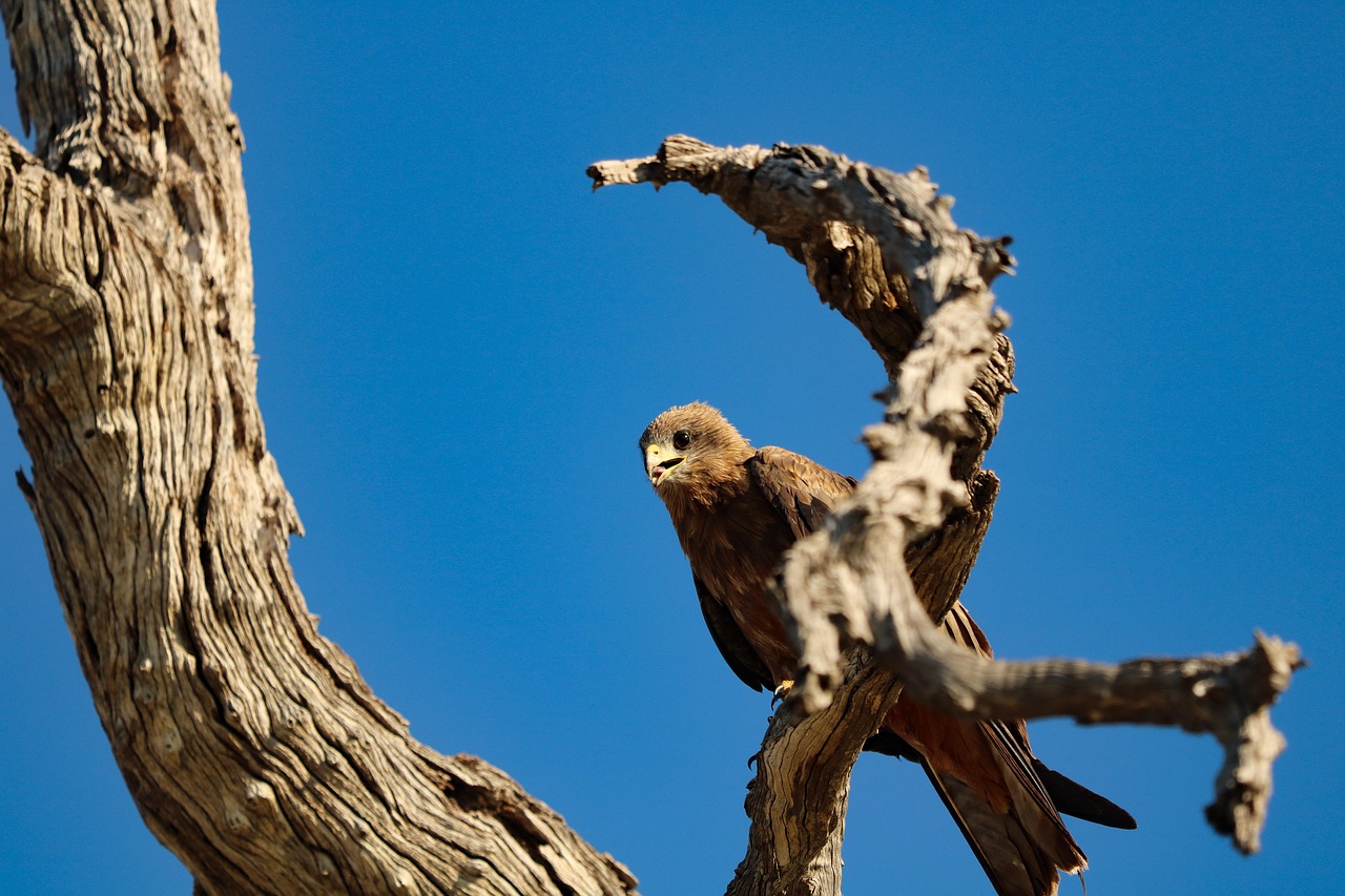Kite Bird Perched Free photo on Pixabay Pixabay