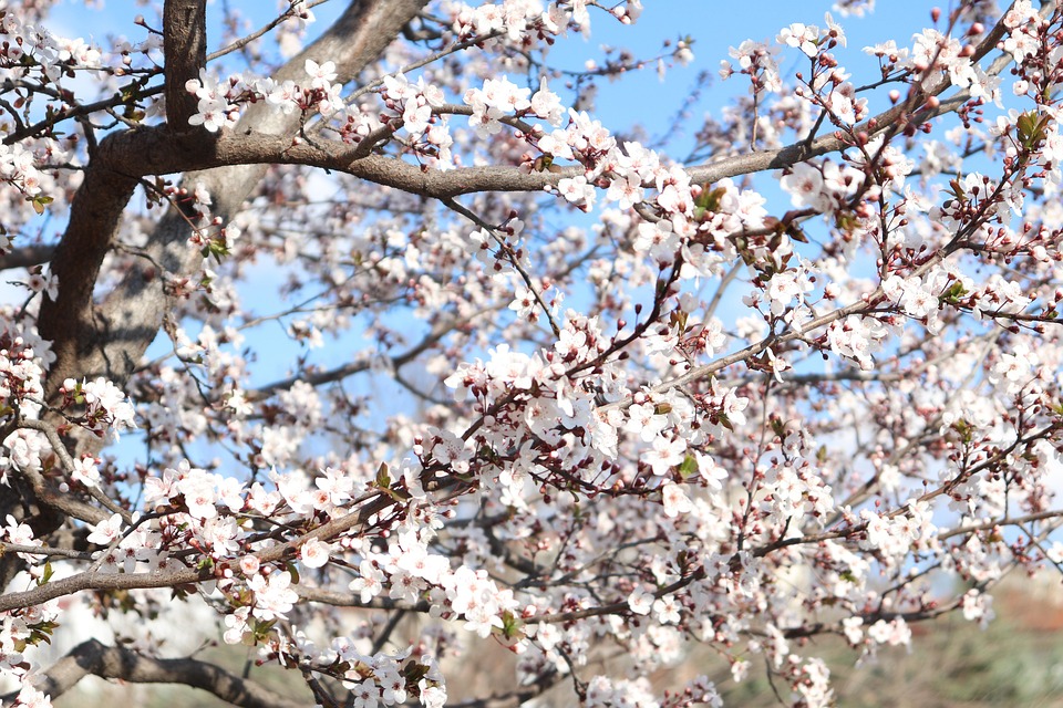 Spring White Flowers Cherry - Free photo on Pixabay - Pixabay
