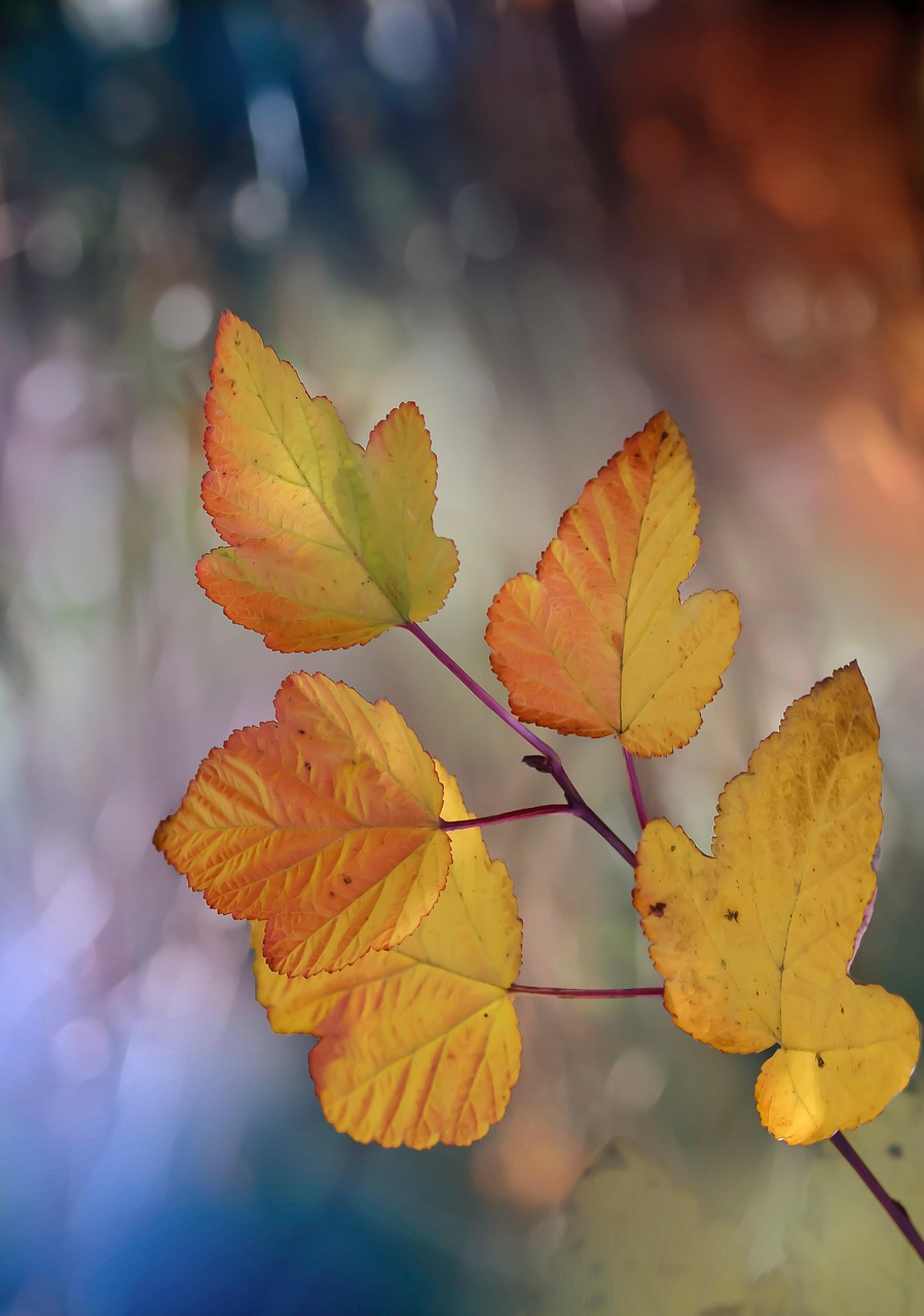 나뭇잎 가을 잎 - Pixabay의 무료 사진 - Pixabay