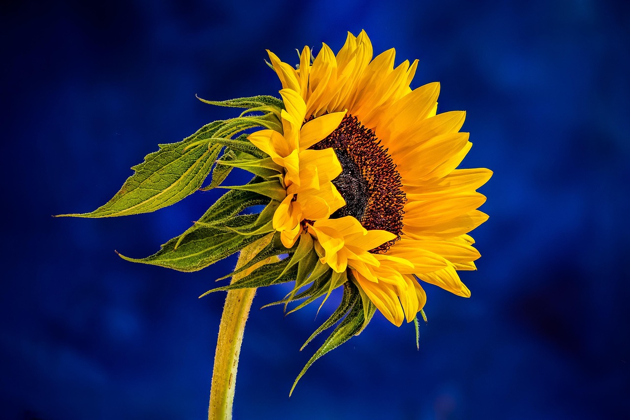 Sunflower Yellow Flower Free photo on Pixabay Pixabay