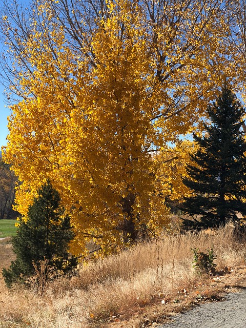 Free Autumn Golden photo and picture