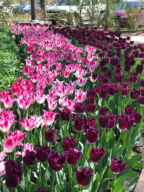 Free Flowers Bulbs photo and picture
