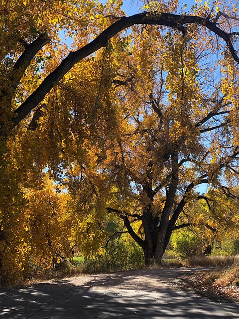 Free Path Walkway photo and picture