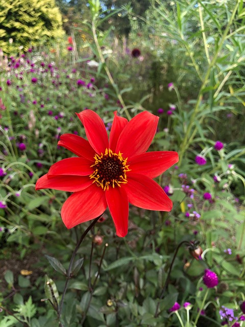 Free Flower Bloom photo and picture