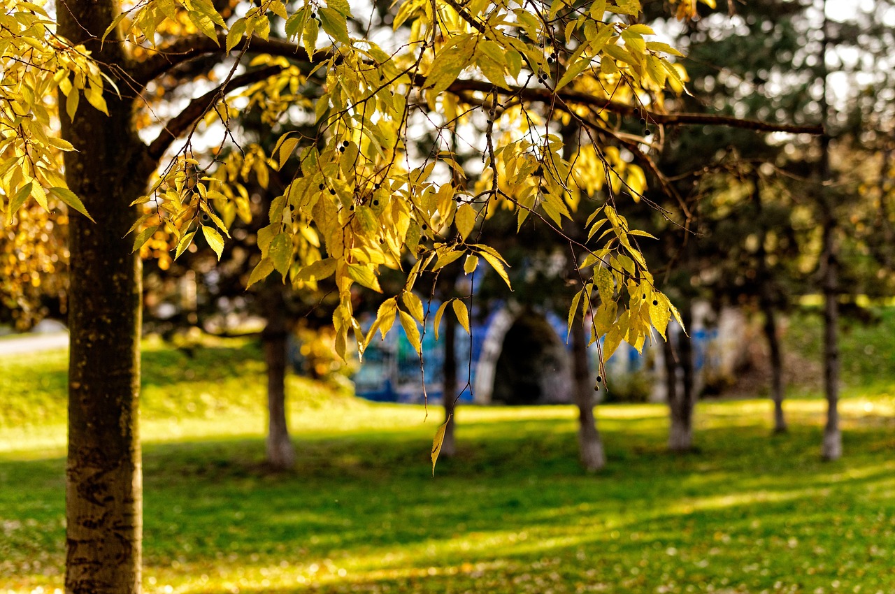 Hojas Amarillas Otoño Árboles - Foto gratis en Pixabay - Pixabay