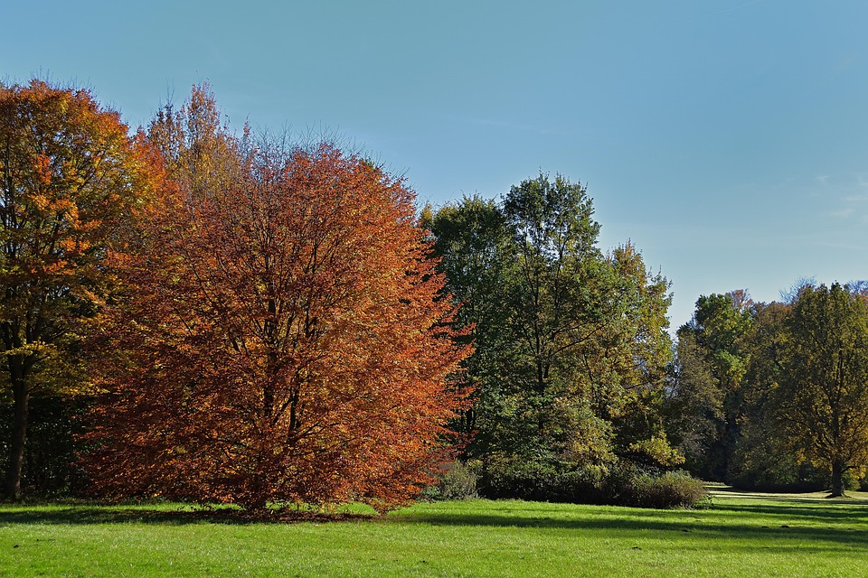 Park Herbst Bäume - Kostenloses Foto auf Pixabay - Pixabay