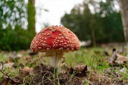 Pilz, Pflanze, Pilzkunde, Wald, Wild
