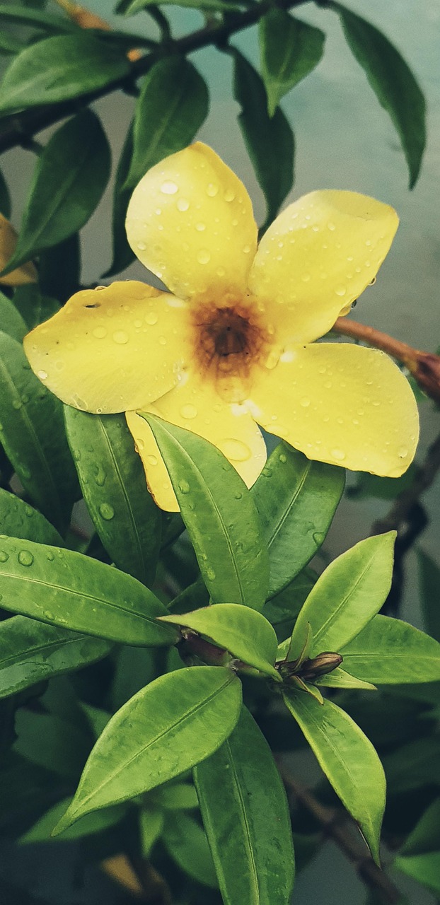 Flower Green Yellow Free photo on Pixabay Pixabay