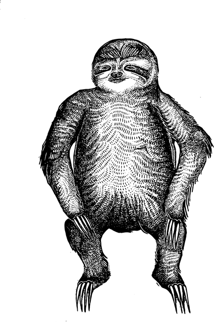 Free Sloth Sloth Drawing vector and picture