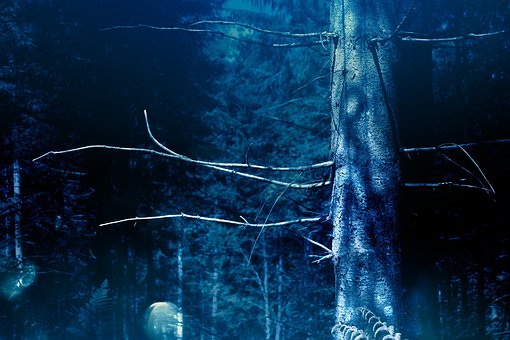 Free Tree Scary photo and picture