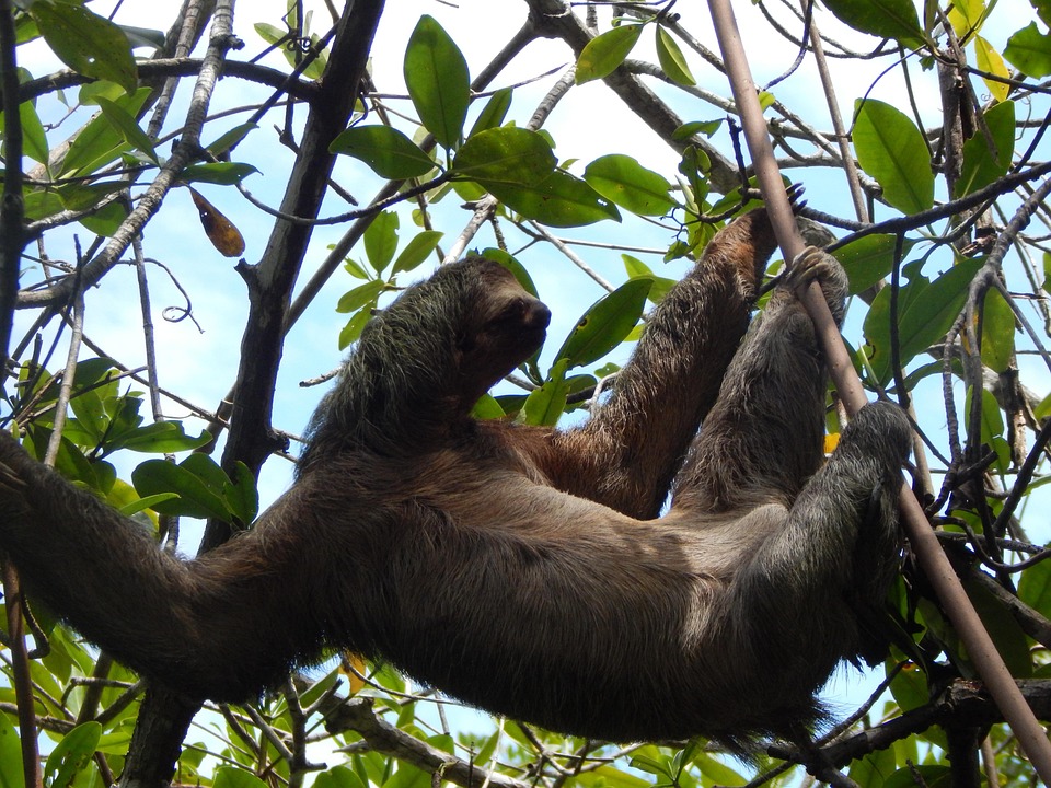 Sloth Branches Sloth Mamals - Free photo on Pixabay - Pixabay