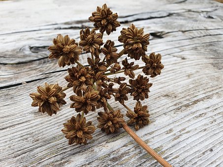 Free Lovage Fruits photo and picture