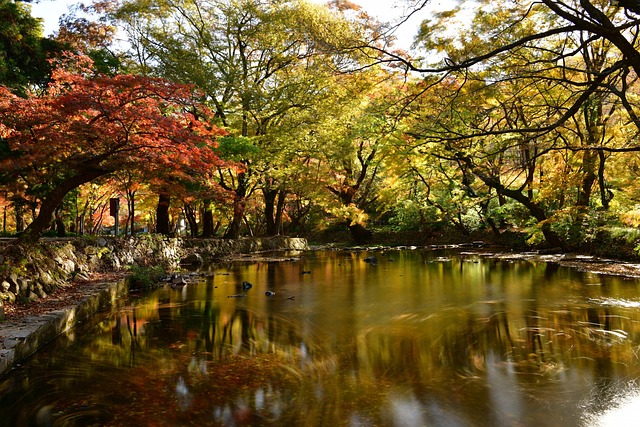 Herbst, See, Park, Blätter Im Herbst