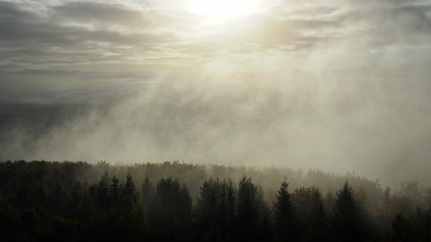 Free Fog Forest photo and picture