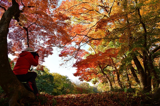 Herbst, Wald, Fotograf