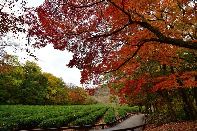 Herbst, Teeplantage, Wald, Natur, Garten