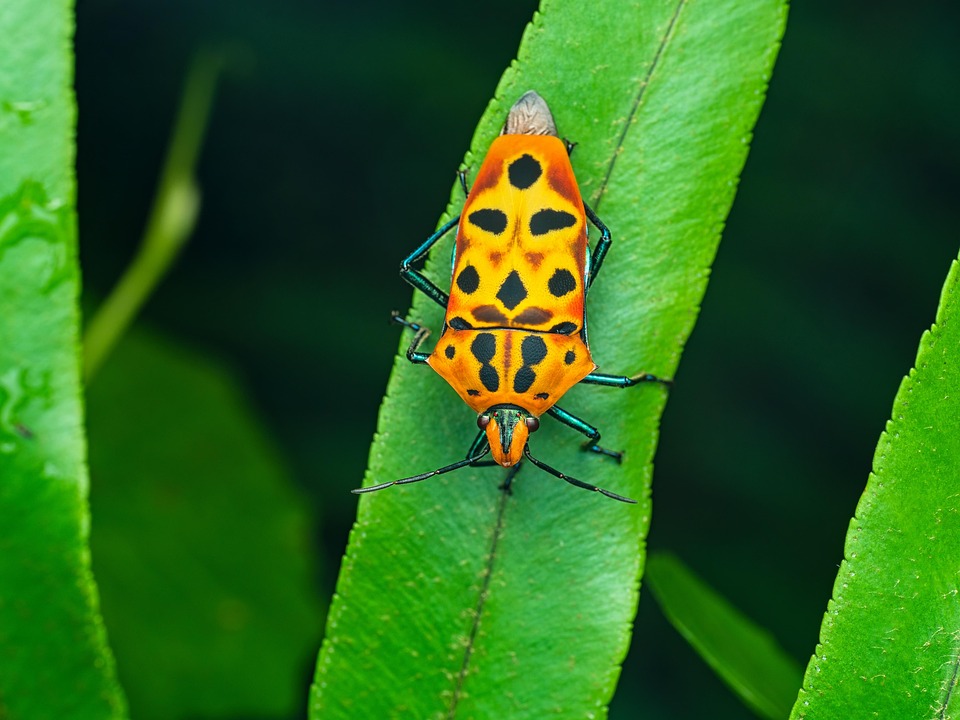Bug Inseto Bug Do Escudo Besouro Inseto - Foto gratuita no Pixabay - Pixabay