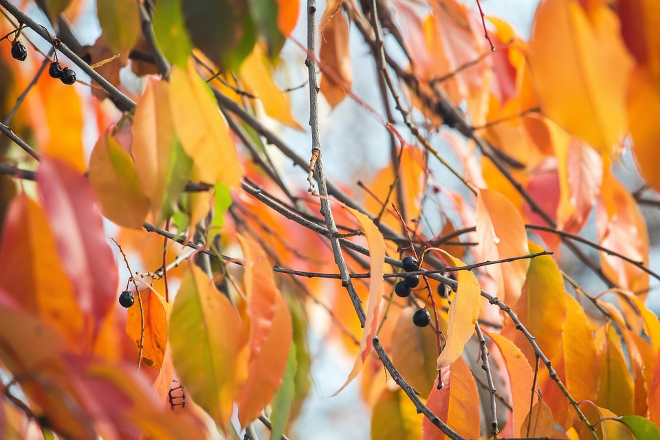 Autumn Leaves Foliage - Free photo on Pixabay - Pixabay