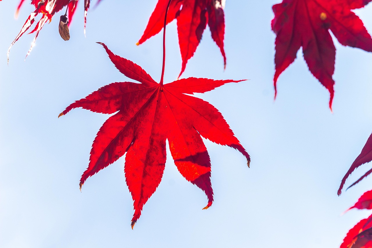 가을 나뭇잎 잎 - Pixabay의 무료 사진 - Pixabay